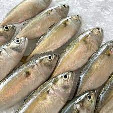 IKAN KEMBUNG 1KG_0