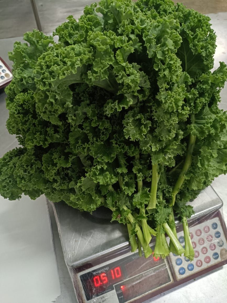 36. Curly Kale Purple/Green 羽衣甘蓝 青色 500g RM15 _0