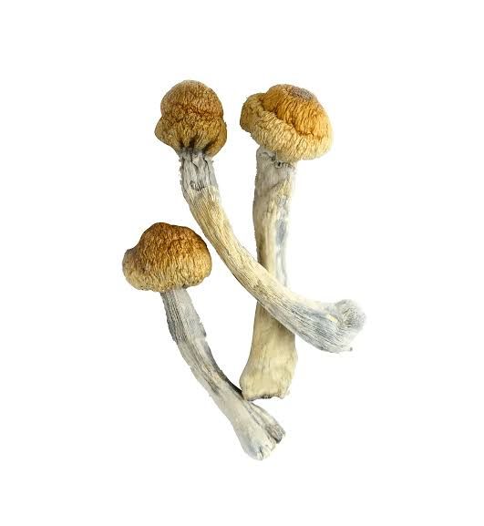 Medicinal Magic Mushrooms _0