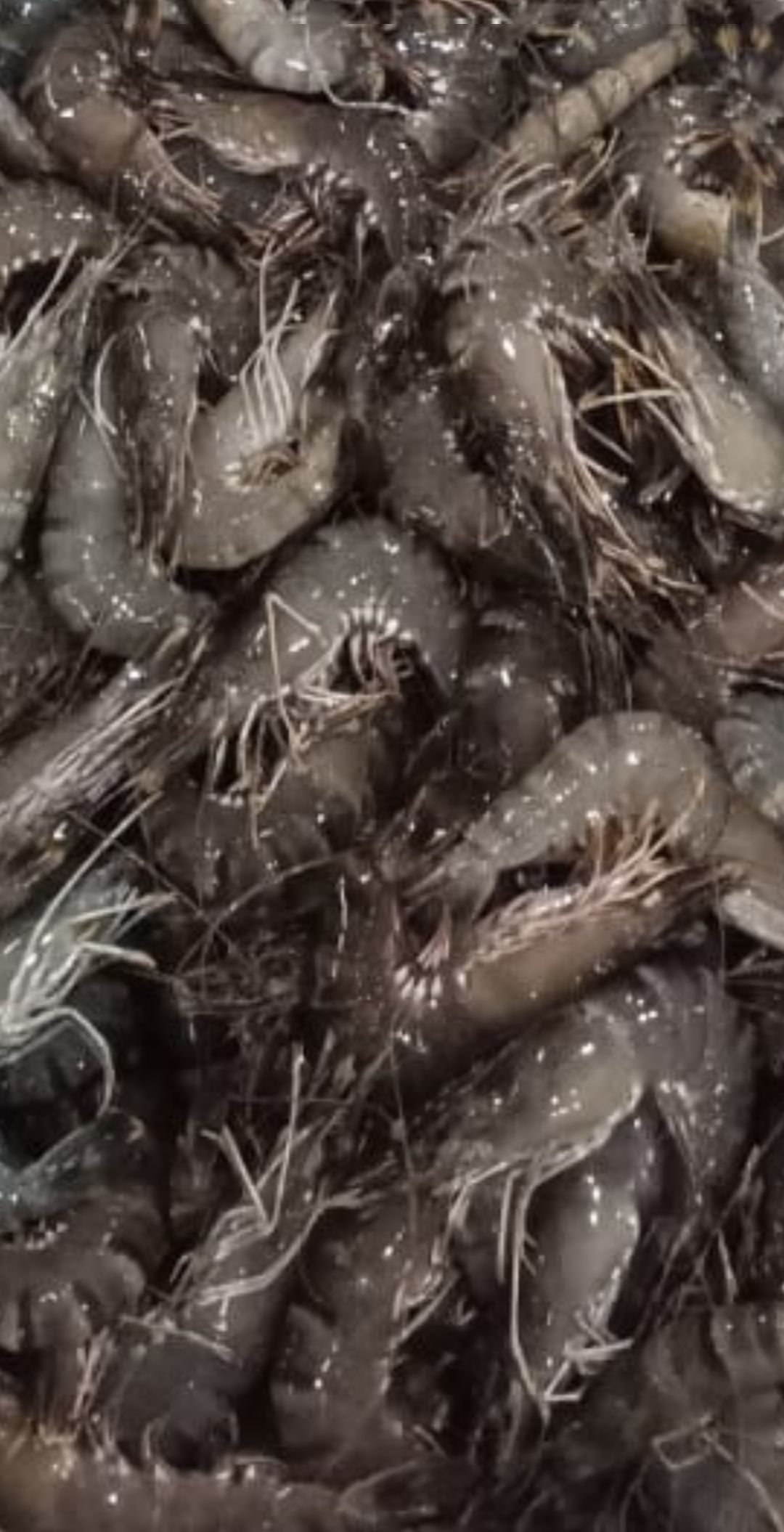 优惠-活老虎虾 Live Tiger Prawn_1