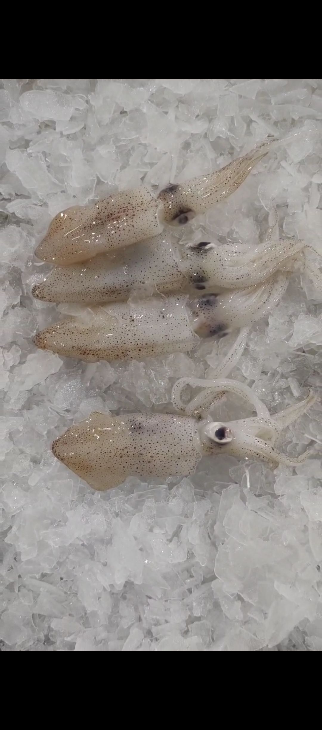 苏东仔 Baby Squid_2