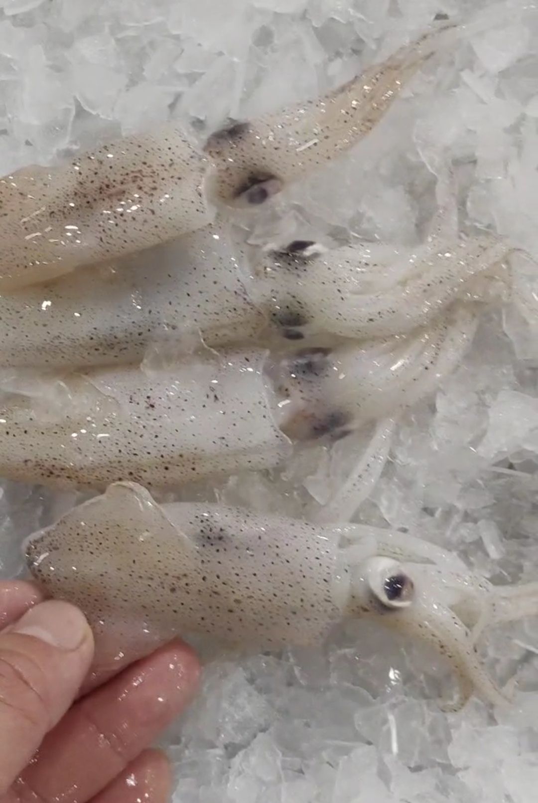 苏东仔 Baby Squid_1