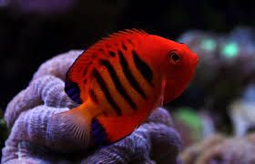 Flame angelfish_0