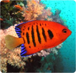 Flame angelfish_1