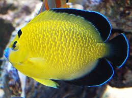 Goldflake angelfish_0