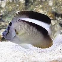 Griffis angelfish_0