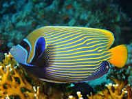 Emperor angelfish OT_0