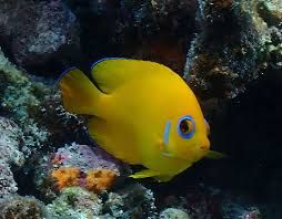 Lemon Peel angelfish_0