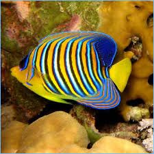 Regal angelfish_0