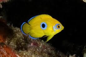 Lemon dot angelfish_0