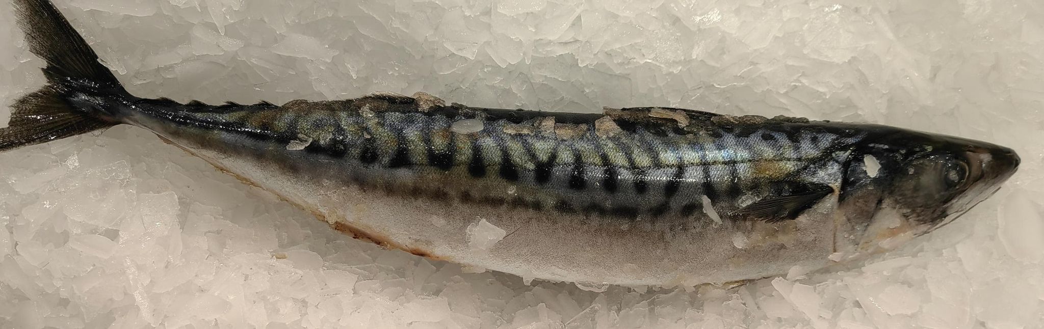 Saba/Atlantic Mackerel /鲭鱼/_2
