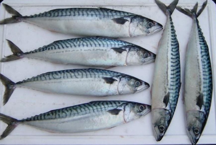 Saba/Atlantic Mackerel /鲭鱼/_1