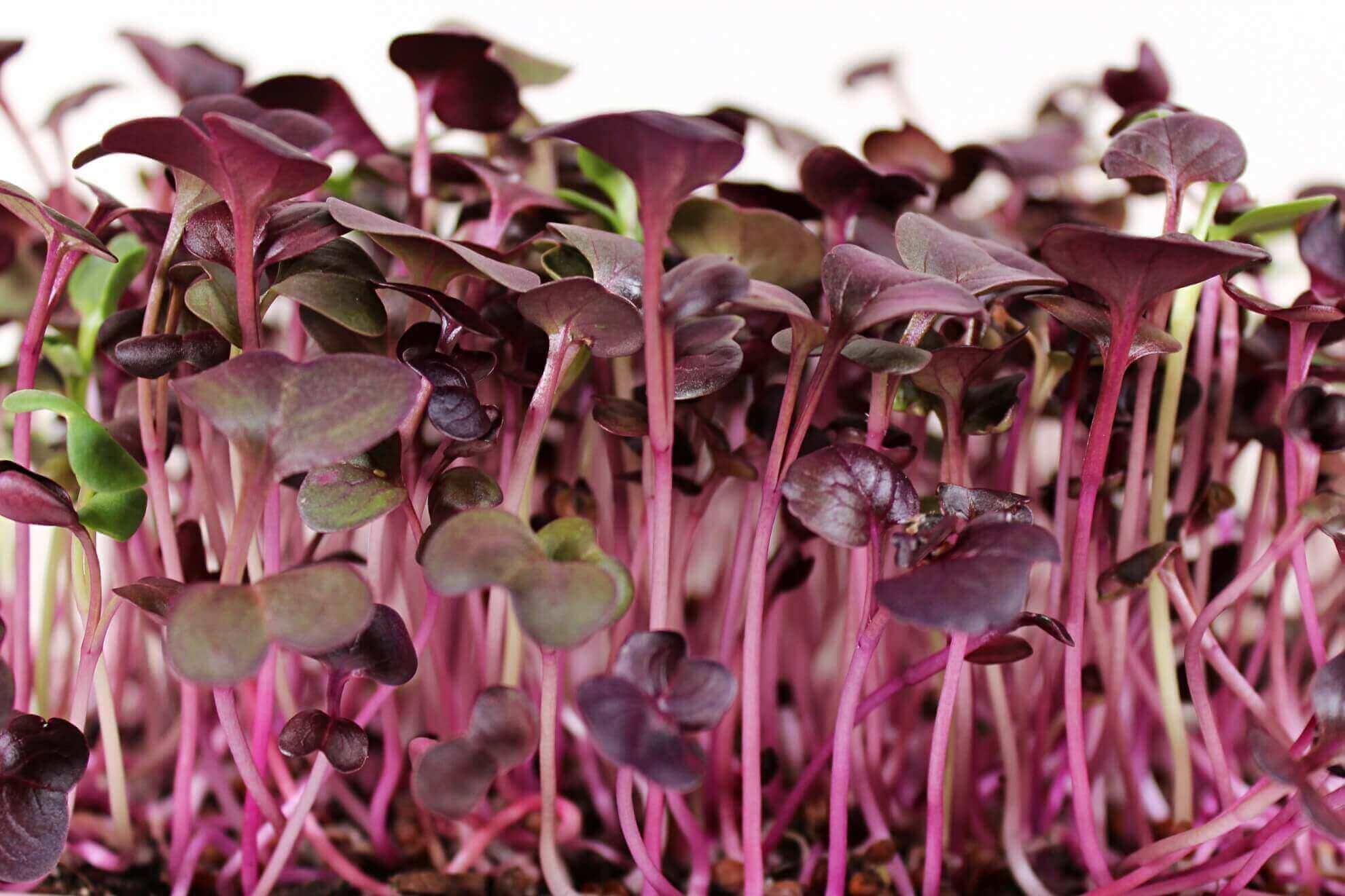 Radish Microgreens_1