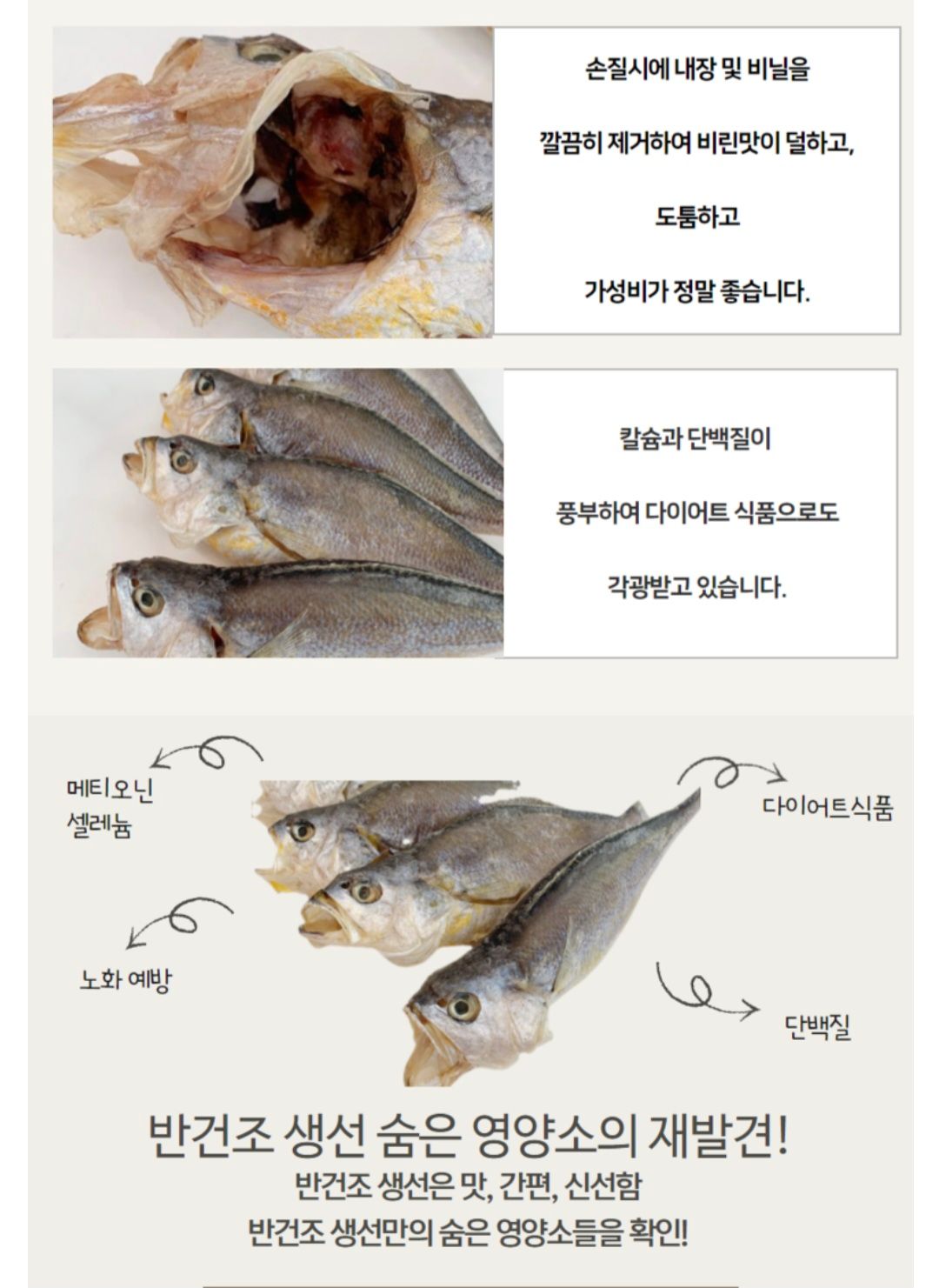 속초 금조기/1마리_3