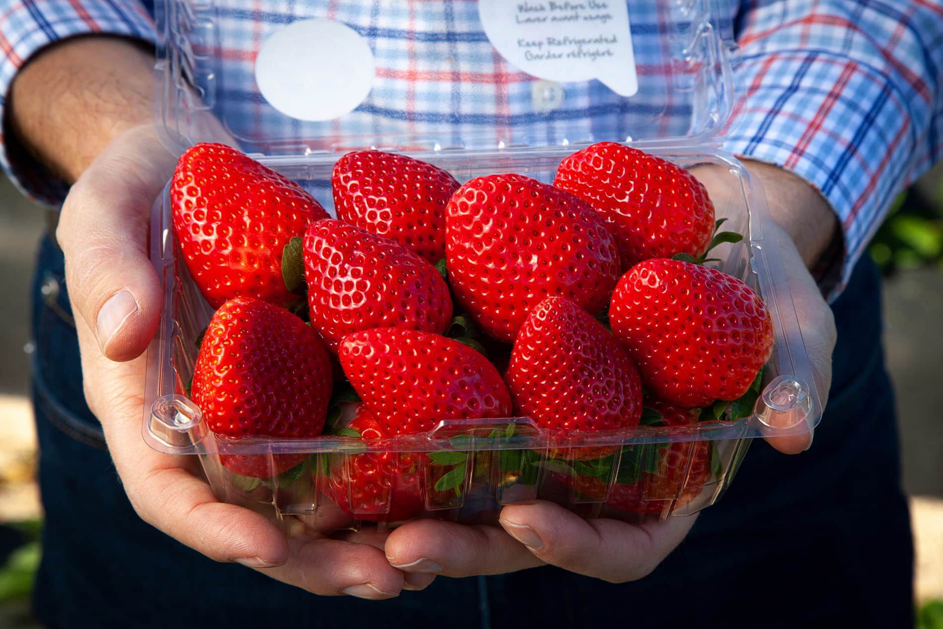 Strawberry 1Lb Clamshell _0