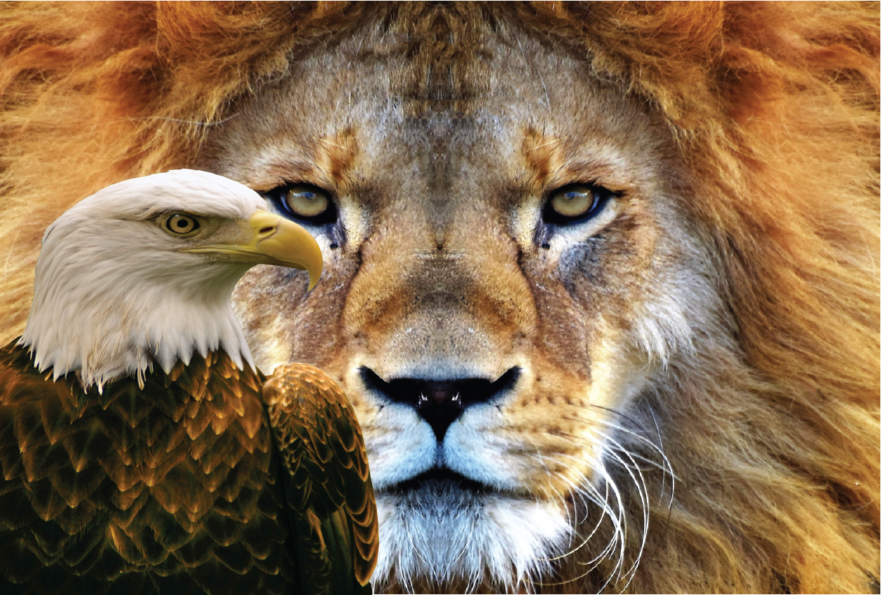 LION EAGLE_0