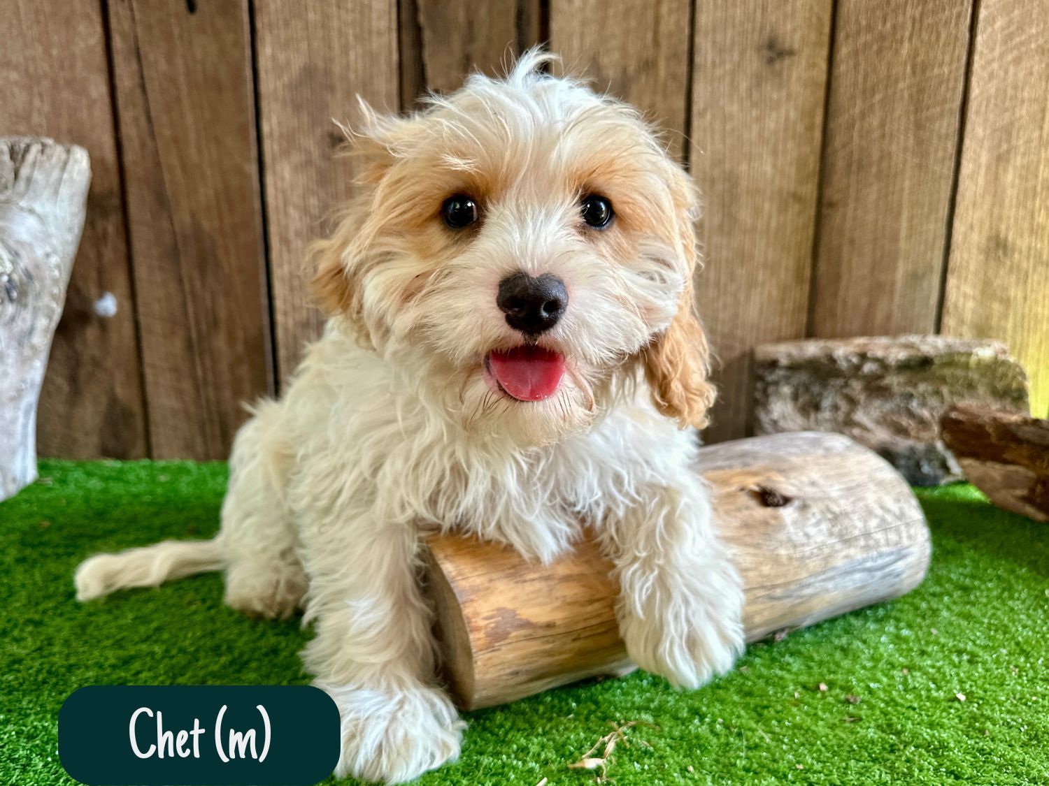 Cavoodle Puppies_0