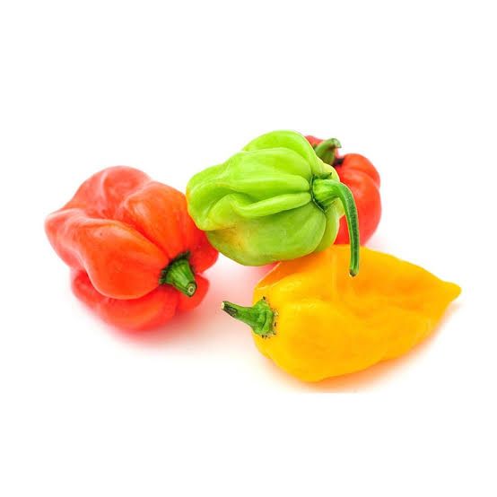 Chilli pepper _0