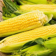 Sweet corn_1