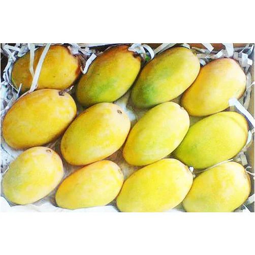 Kesar Mango(Large)_0