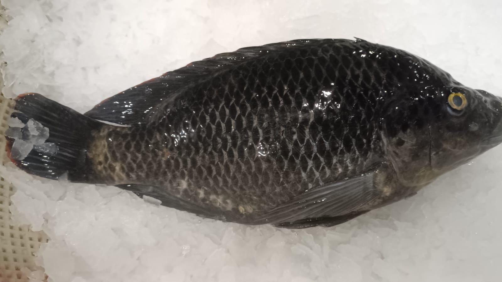 罗非鱼/尼罗黑/Tilapia_0