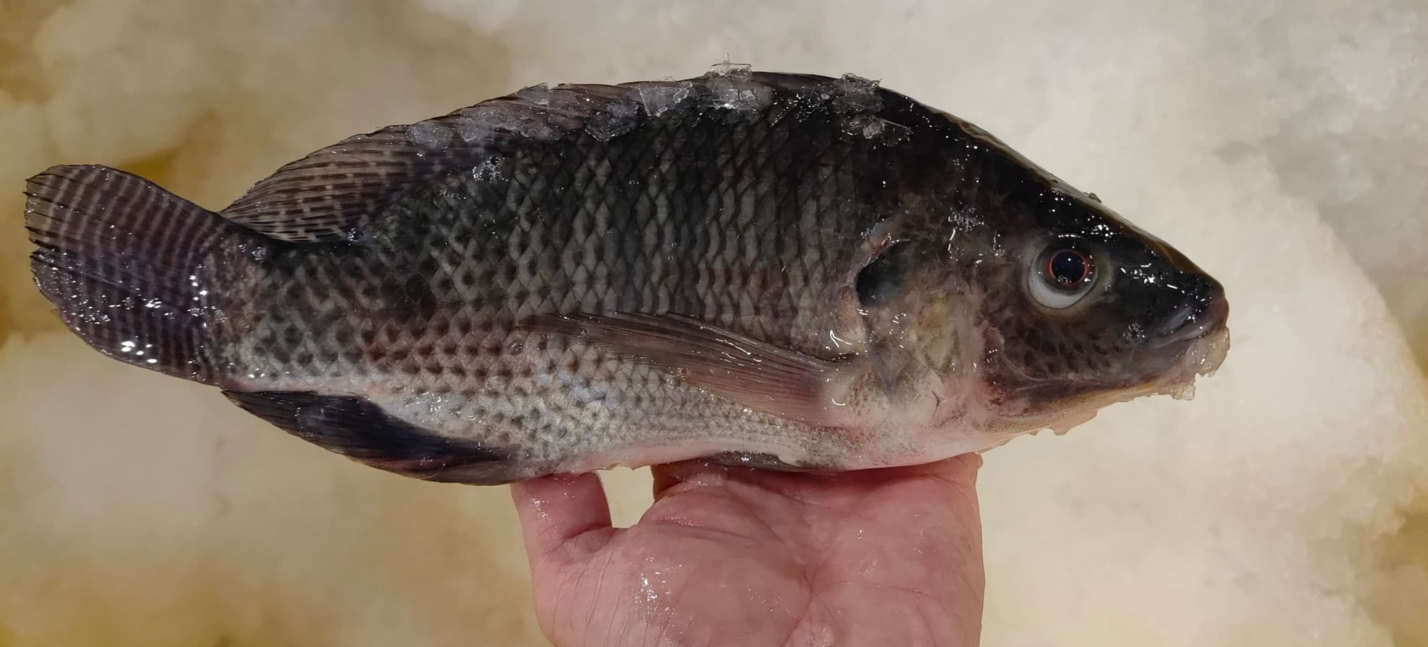 罗非鱼/尼罗黑/Tilapia_1