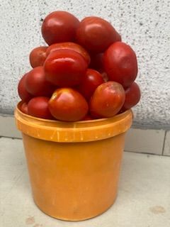 Fresh uTC tomatoes _0