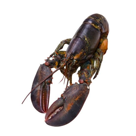 Lobster _0