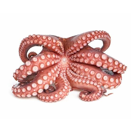 Octopus _0