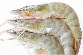 Shrimps_0