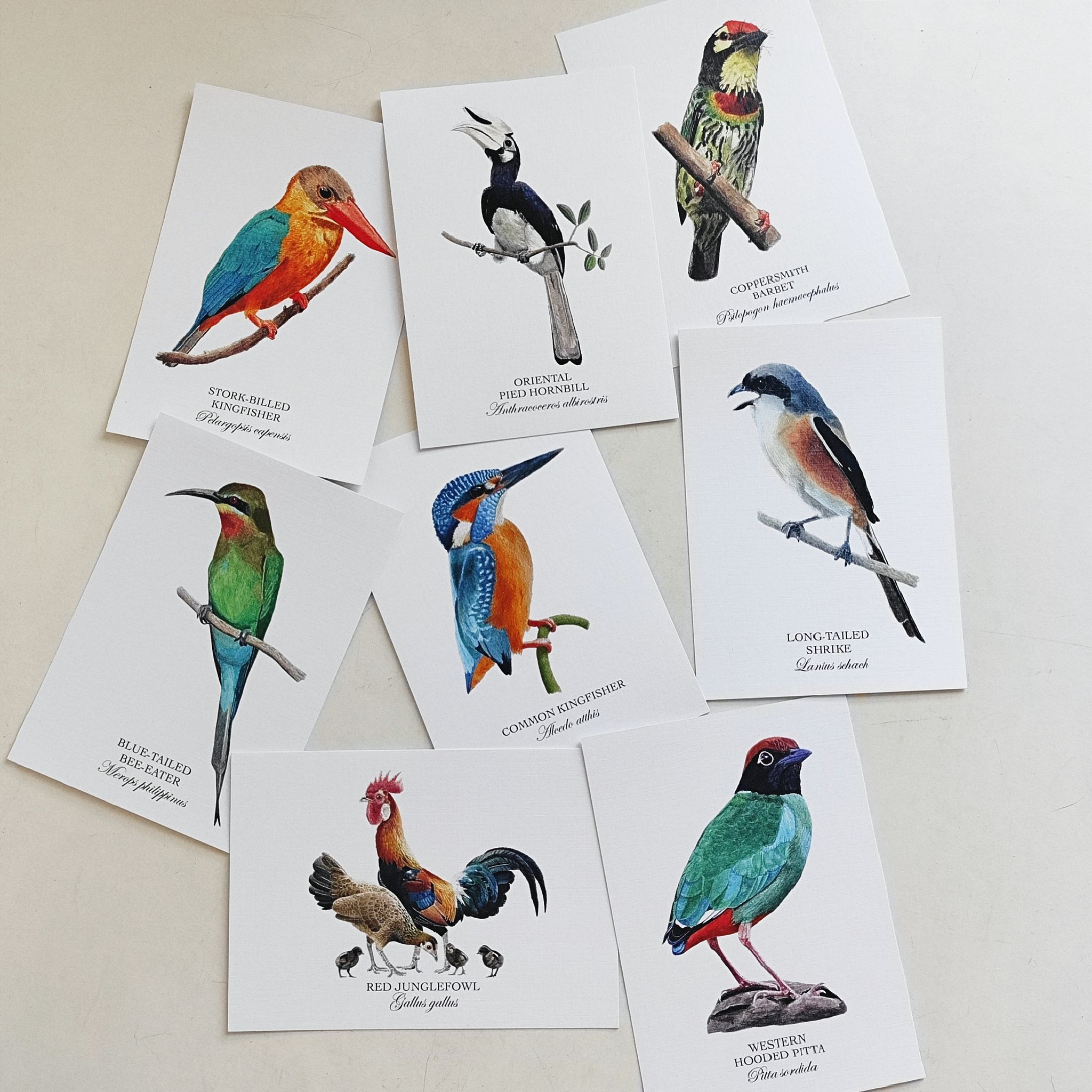 Birds of Singapore II Postcards (Set of 8)_0