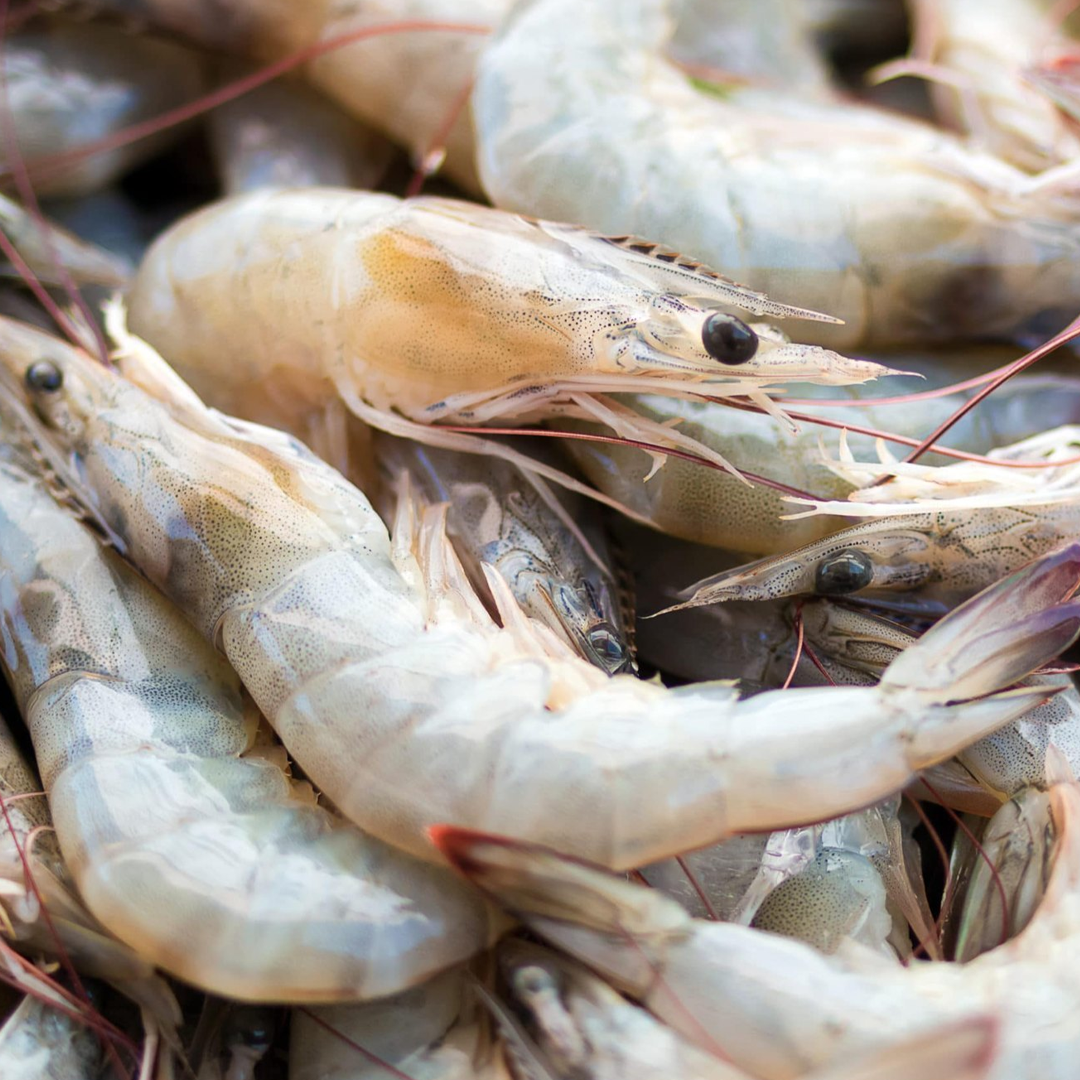 Tiger white shrimps_0