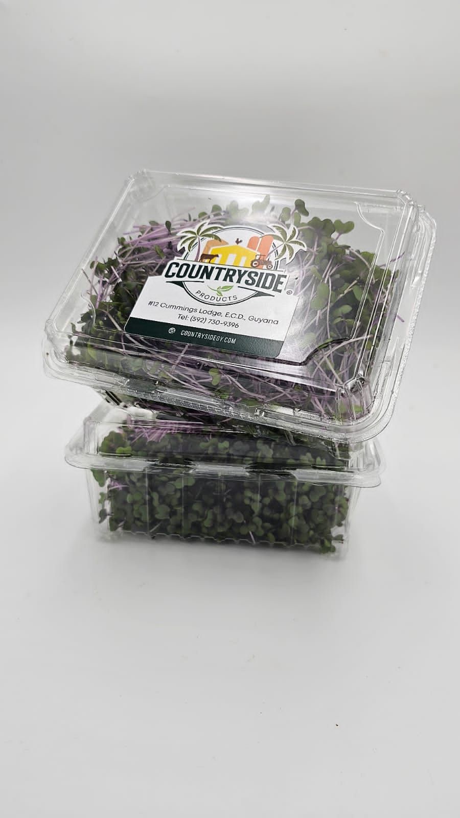 Purple Cabbage_1