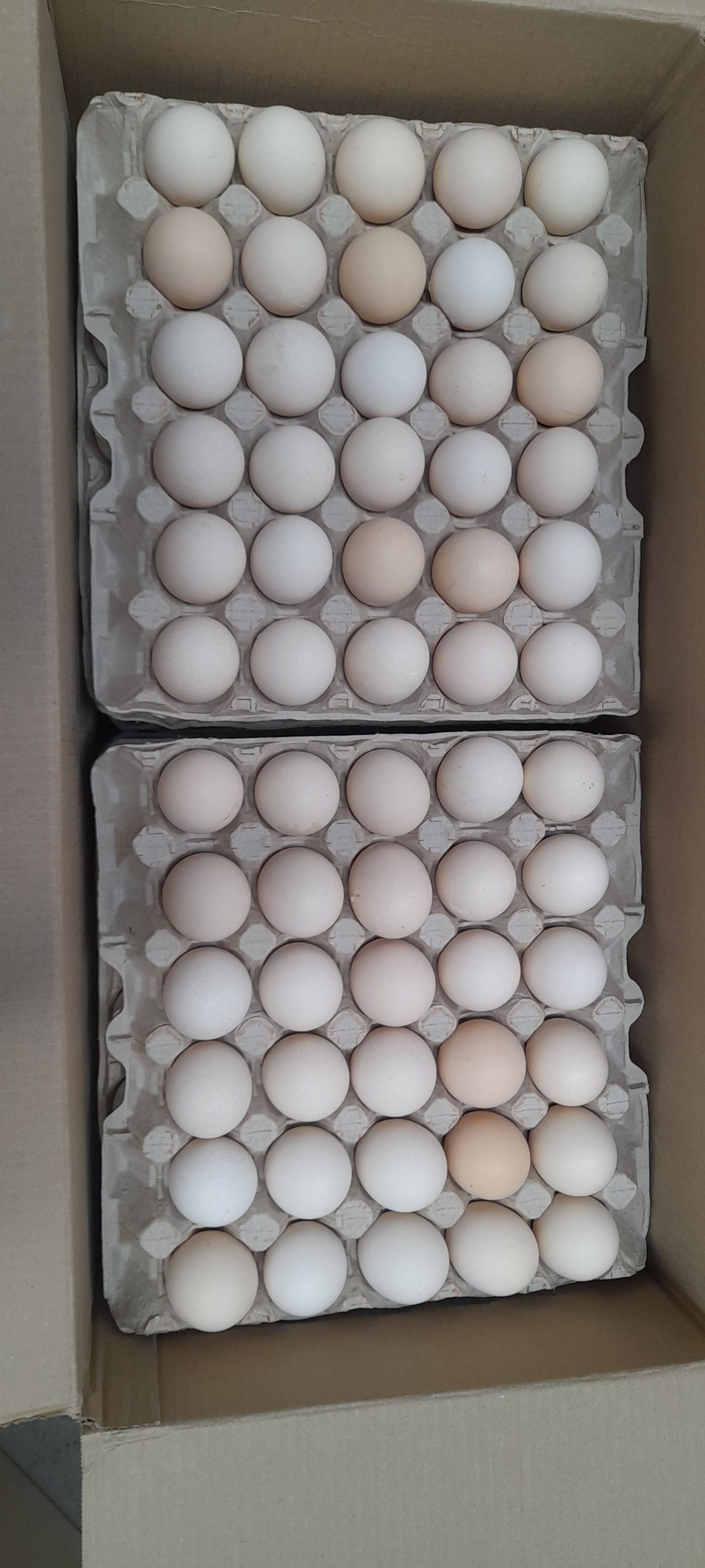 Ross 308 fertile eggs _2