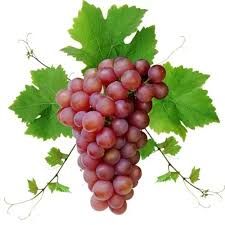 Rose grapes_0