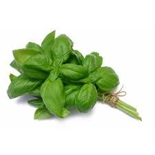 Basil_0