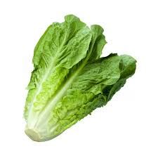 Long Lettuce _0