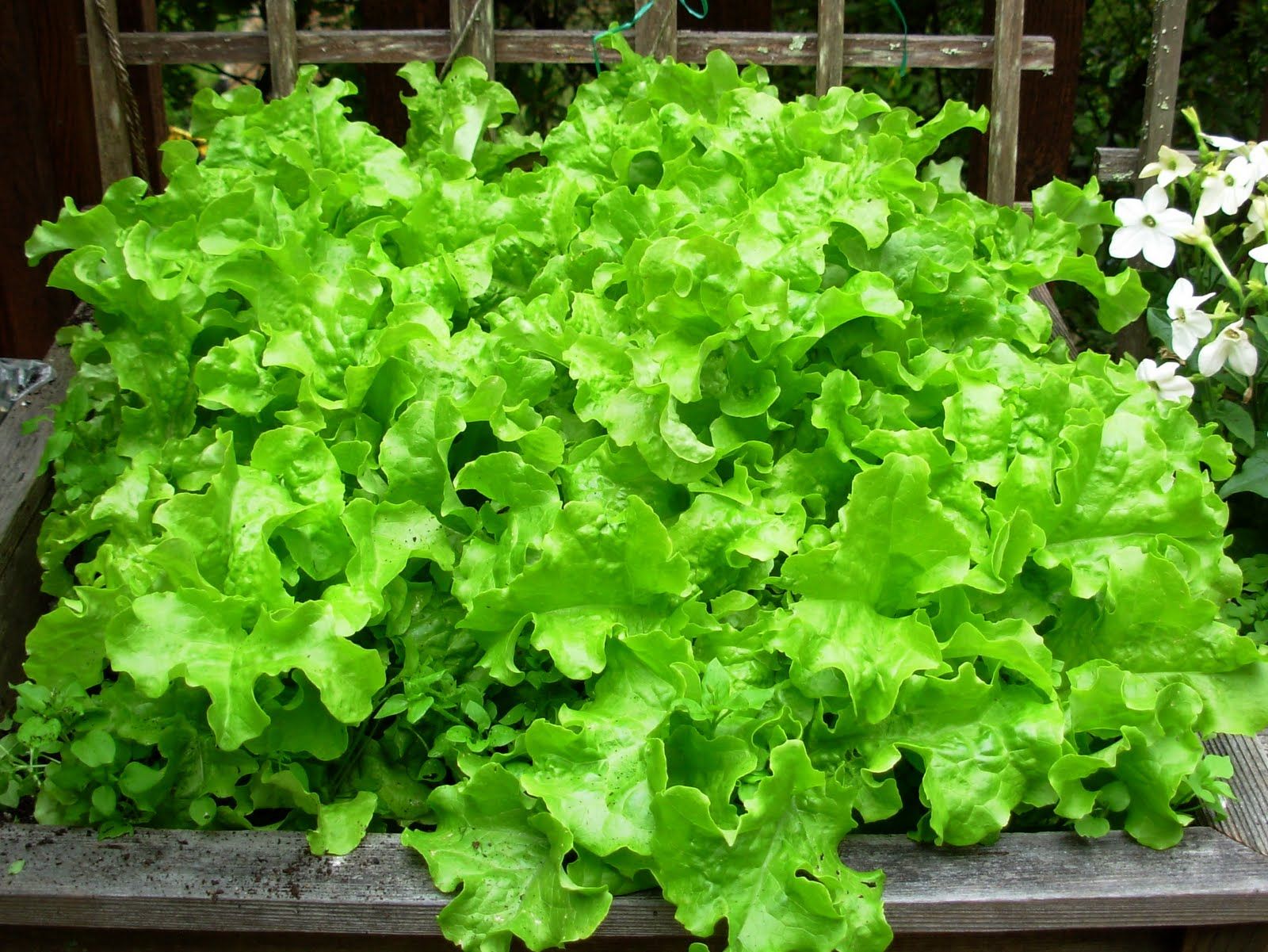 Lettuce_0