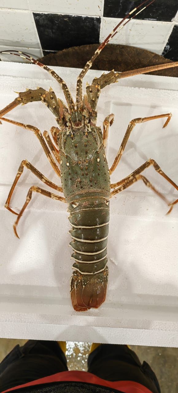 Green Lobster青龙虾_0