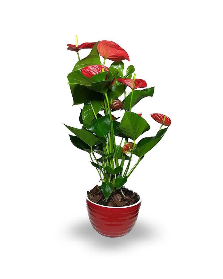 Anthurium_0