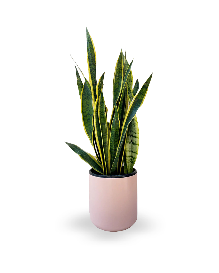 Snake plant_0