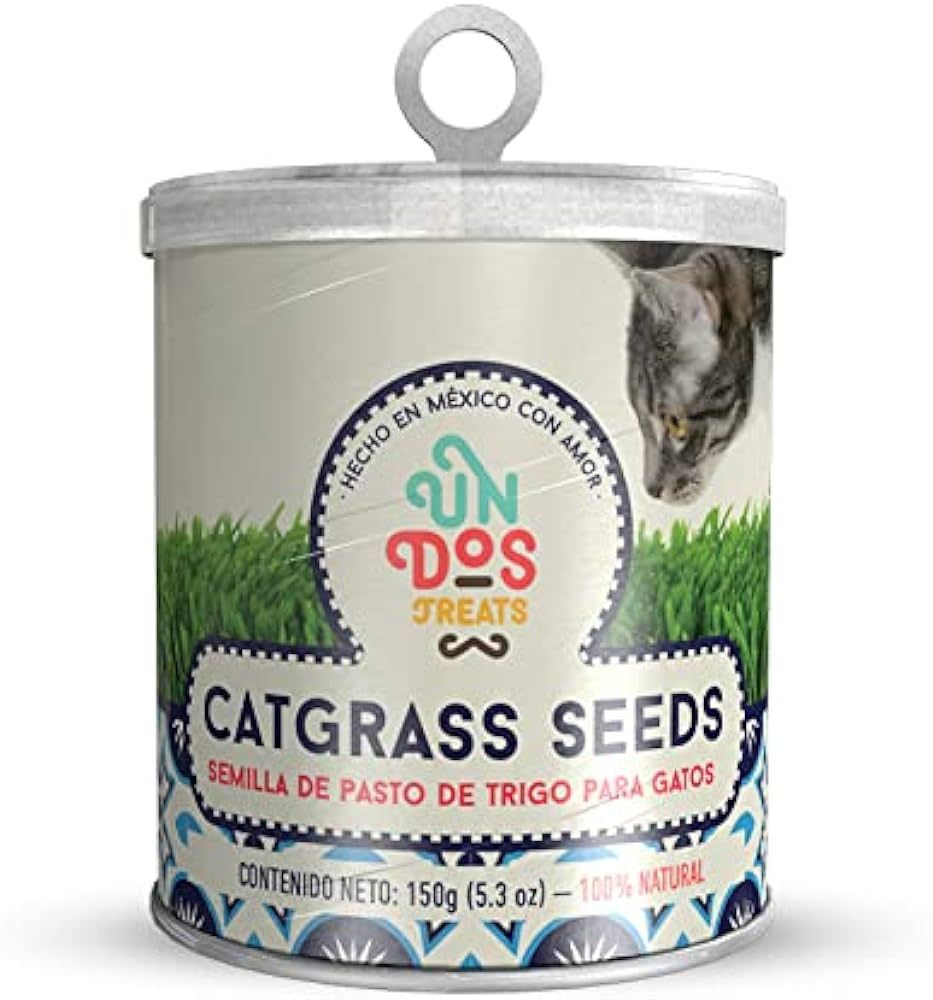 Cat grass seeds_0