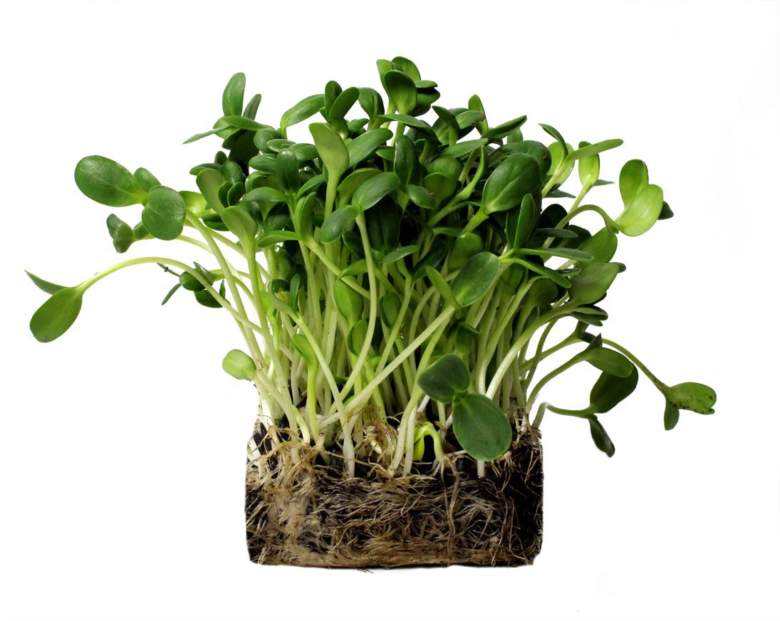 Sunflower Microgreens_0