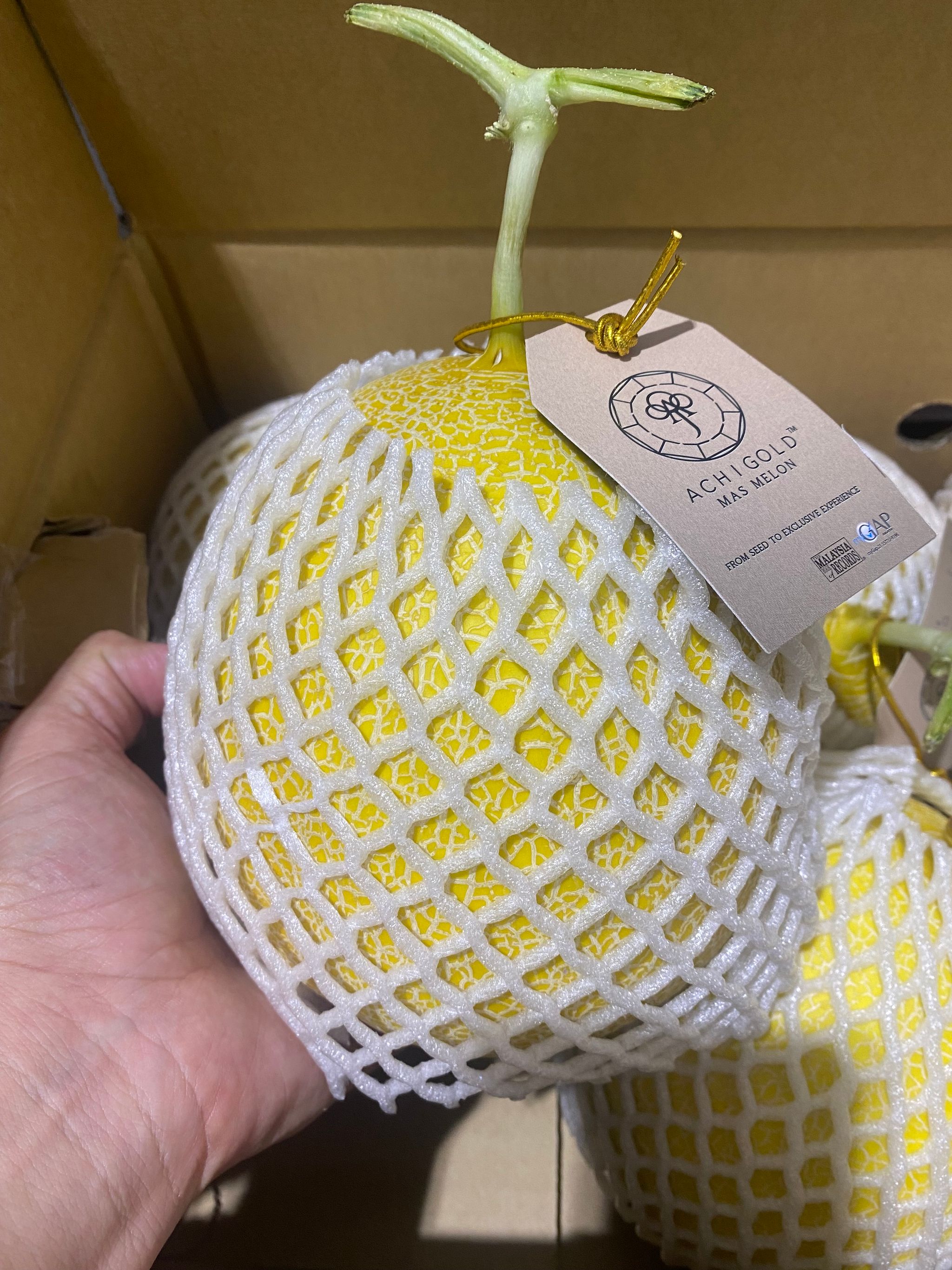 MY Japan Breed Achi Melon_0