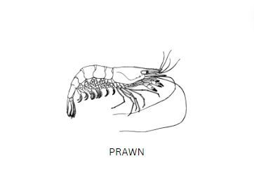 Teppanyaki Prawn (not set) 铁板 虾_0