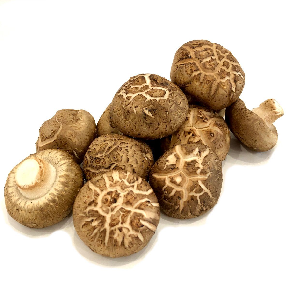 Shiitake Mushroom 蘑菇_1