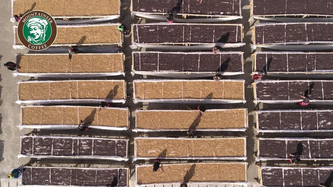 Mountaineer_Green (Raw) Coffee Bean_6