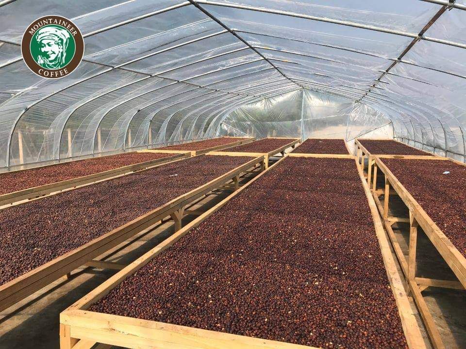 Mountaineer_Green (Raw) Coffee Bean_7