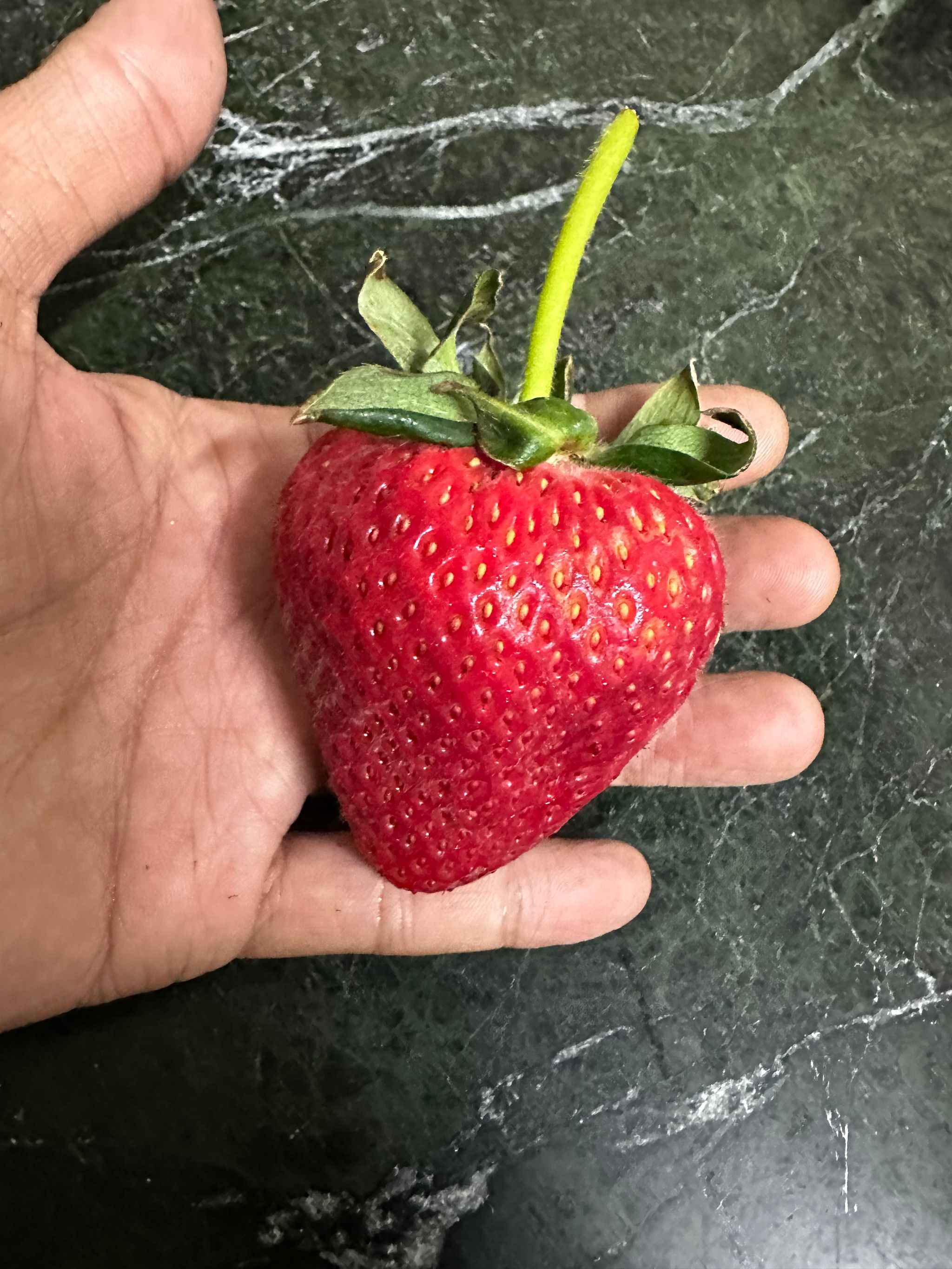 Driscolls Long Stem Strawberries USA_0