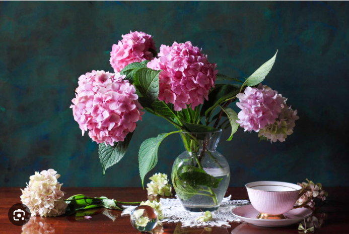 Fresh Cut Flowers Hydrangea_0